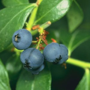 Fresh Blueberries